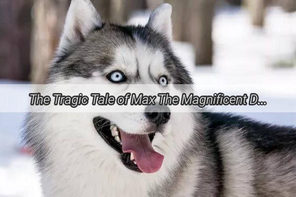 The Tragic Tale of Max The Magnificent Dog Felled by Poisonous Malice